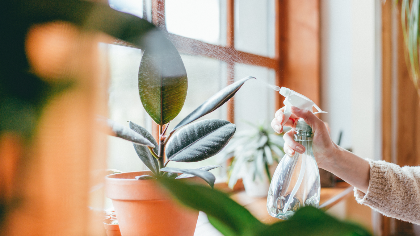 Leaf Your Worries Behind: How Picking the Right Houseplant Can Blossom Your Mental Health